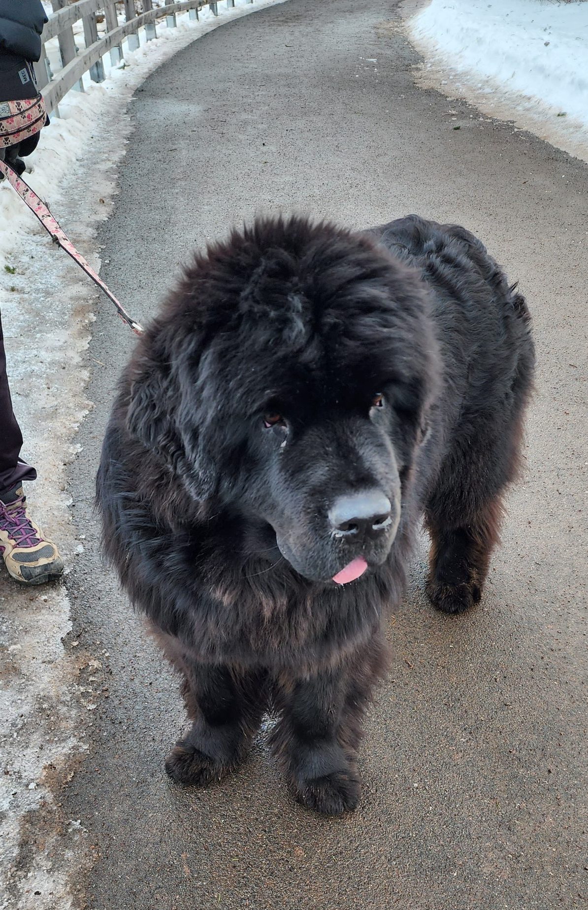 Recipe for Paw Balm – credited to the Newfoundland Club of America …