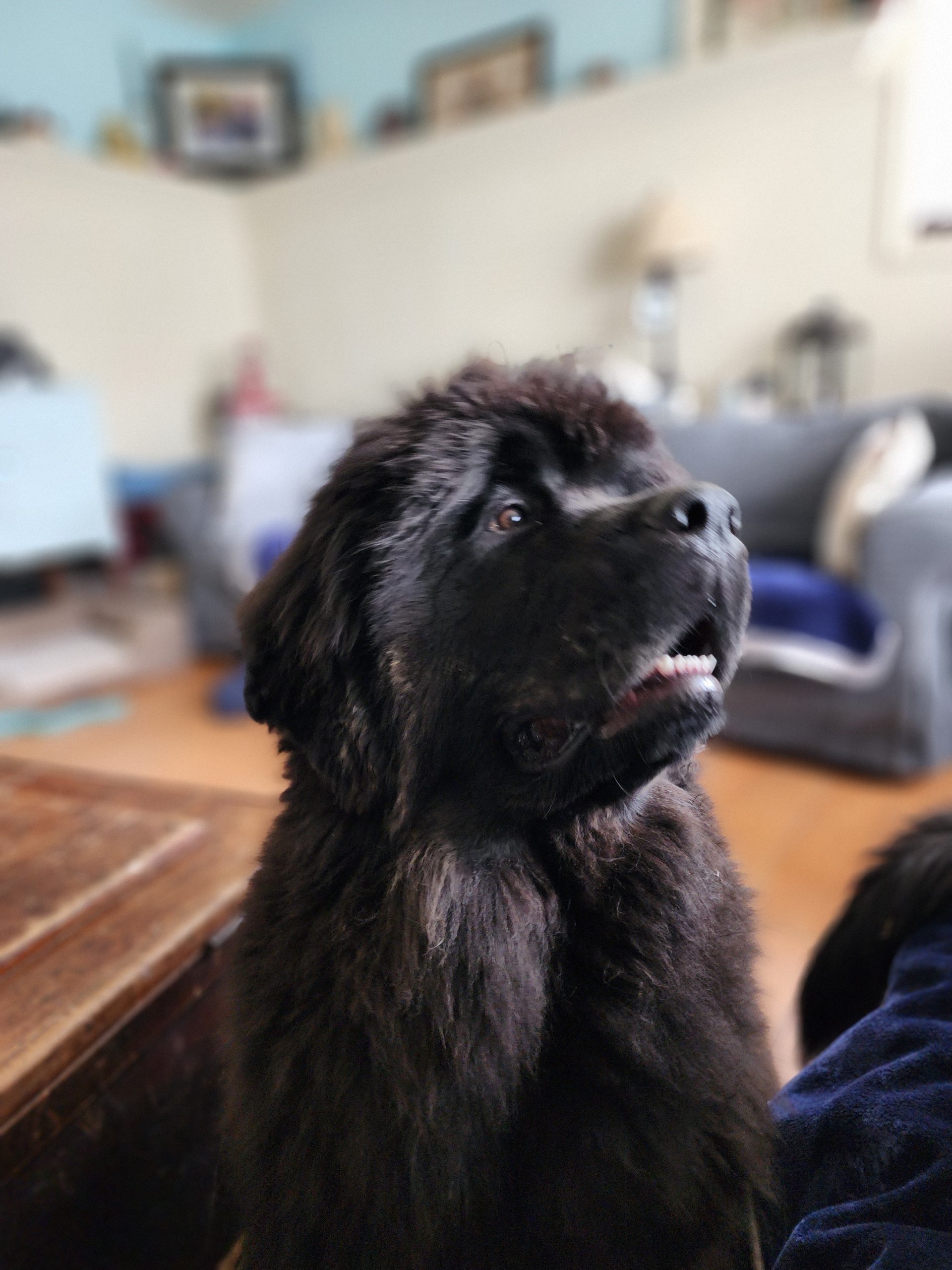 Mabel – Bonavistanew Pink Diamond